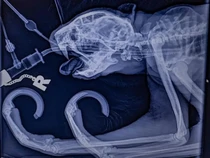 Kukang Pertama yang Jalani Operasi Sakit Gigi