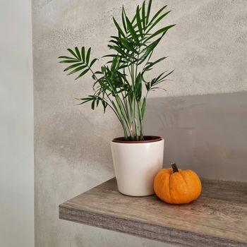 Parlor Palm