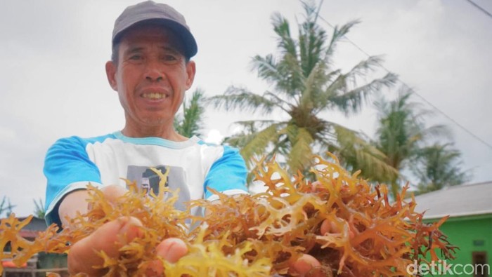 Diskan Tarakan Ungkap Kendala Hilirisasi Rumput Laut, Limbah Kimia Jadi Momok