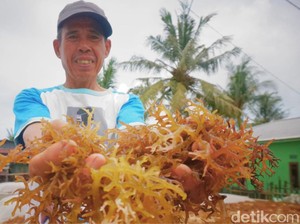 Diskan Tarakan Ungkap Kendala Hilirisasi Rumput Laut, Limbah Kimia Jadi Momok
