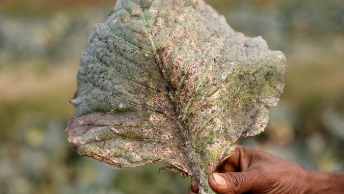 A man shows a cabbage leaf destroyed by soot and dust emitted from factories in the town of Byrnihat, ranked world's most polluted metropolitan area by Swiss Group IQAir, in India, March 28, 2025. REUTERS/Sahiba Chawdhary     TPX IMAGES OF THE DAY       REFILE - CORRECTING LOCATION NAME FROM 