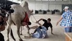 Detik-detik Raffi Ahmad Jatuh dari Sapi 1 Ton