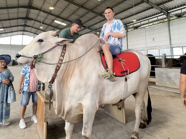 Detik-detik Raffi Ahmad Jatuh dari Sapi 1 Ton