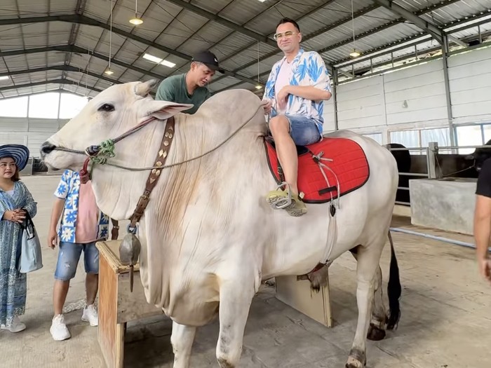 Raffi Ahmad Raffi Ahmad jatuh dari sapi.