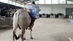Detik-detik Raffi Ahmad Jatuh dari Sapi 1 Ton