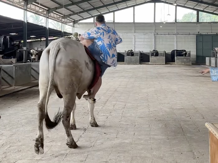 Raffi Ahmad jatuh dari sapi.
