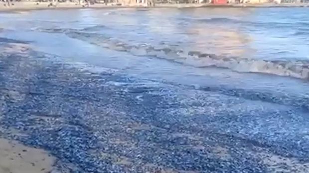 Ribuan ubur-ubur terdampar dan membusuk di Pantai Ibiza