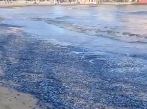Ribuan Ubur-ubur Terdampar dan Membusuk di Pantai Ibiza, Begini Penampakannya