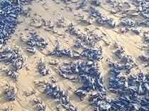 Ribuan Ubur-ubur Membusuk Ganggu Wisata di Ibiza