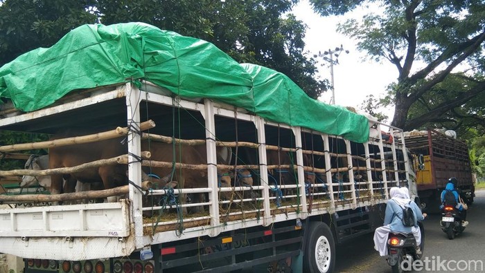 Truk tronton yang memuat sapi dari Bima untuk dibawa ke Jabodetabek. (Dok. Rafiin/detikBali)