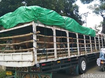 Pengiriman Sapi-Kerbau Bima ke Luar Pulau Turun karena Populasi Merosot