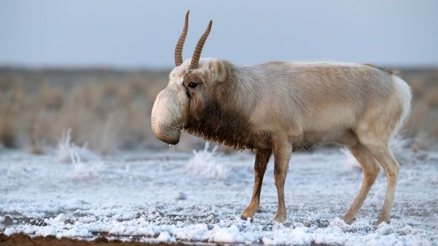 Secara historis, Saiga hidup dari Hungaria hingga Cina timur laut. Tapi saat ini antelop yang tidak biasa ini hanya terbatas di Kazakhstan.