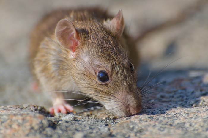 Tikus