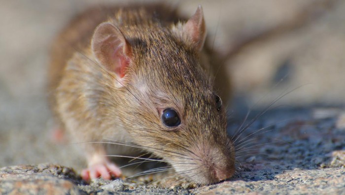 Tikus