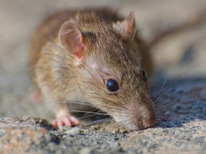 5 Cara Mengusir Tikus di Rumah dengan Mudah dan Ampuh, Pakai Bahan Alami
