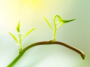 Fotosintesis Adalah? Ini Sejarah Penemuan hingga Prosesnya