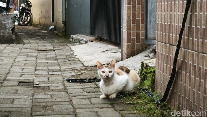 Kucing liar di permukiman warga Kota Bandung