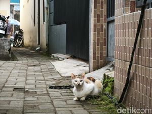 7 Cara Alami Mencegah Kucing Liar Berak di Sekitar Rumah
