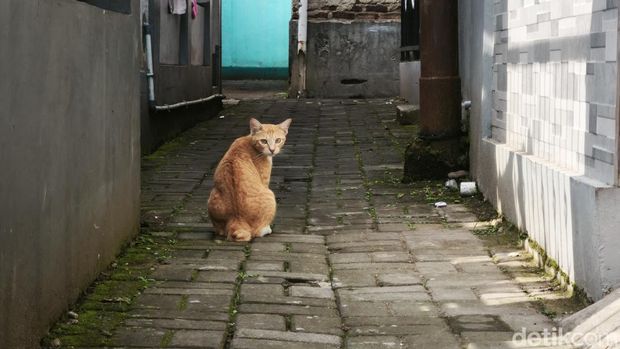 Kucing liar di permukiman warga Kota Bandung
