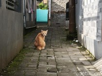 Jadwal Sterilisasi Kucing Gratis di Kebon Lega Bandung