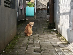 Kucing Liar Serbu Bandung