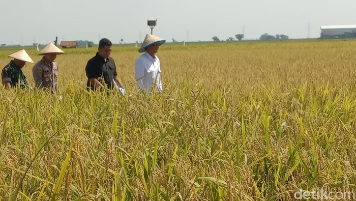 Menteri PU melakukan panen raya di demplot metode IPHA di Kecamatan Cikedung, Kabupaten Indramayu