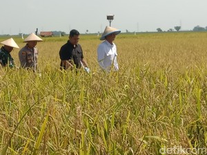 Jurus Irigasi Hemat Air yang Bikin Produksi Padi di Indramayu Meningkat