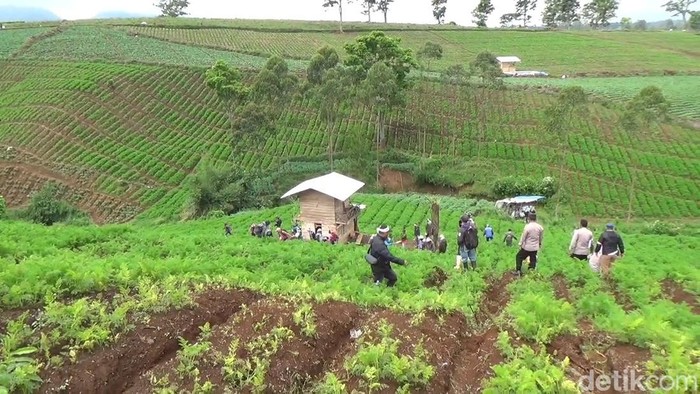 Petani teh saat meluapkan emosi lahan pertanian teh jadi perkebunan sayur.