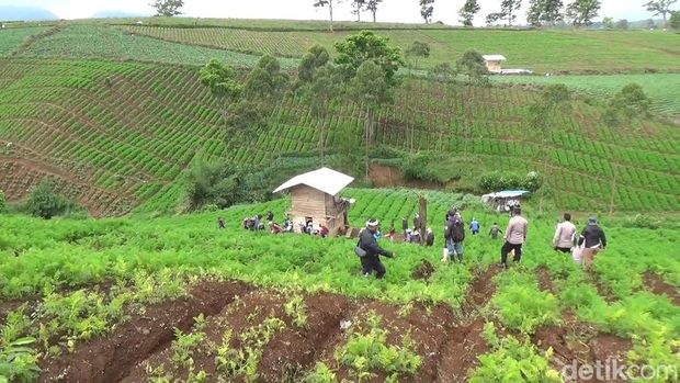 Petani teh saat meluapkan emosi lahan pertanian teh jadi perkebunan sayur.