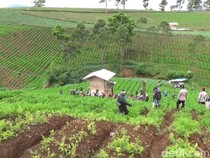 Geger! Kebun Teh di Pangalengan yang Juga Disukai Wisatawan Itu Jadi Kebun Sayur