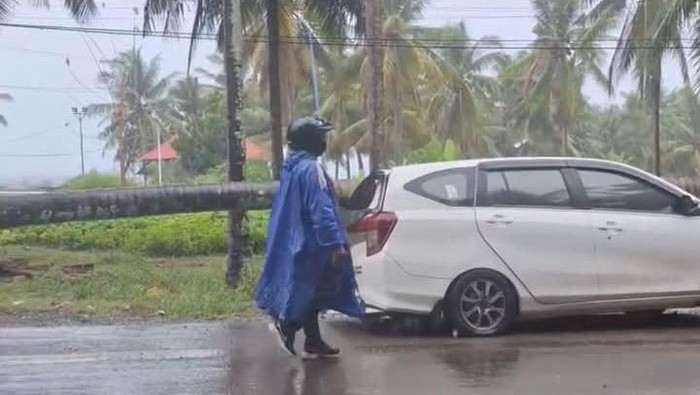 Pohon kelapa tumbang timpa mobil di pinggir jalan di Gorontalo.