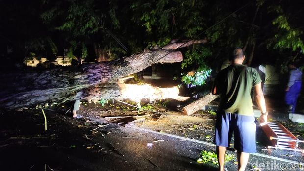 Pohon tumbang sidoarjo