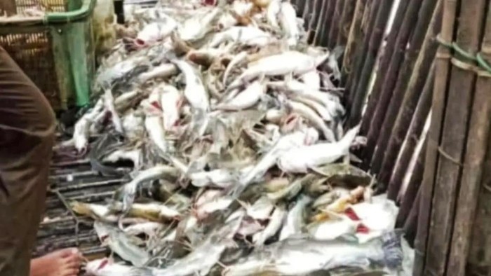 Ribuan ikan mati di Sungai Lubai.