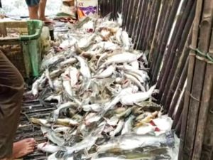 Ribuan Ikan Mati Mendadak di Sungai Lubai, Diduga Tercemar Limbah Berbahaya