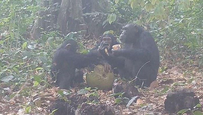 Sinpanse makan buah sukun Afrika yang difermentasi.