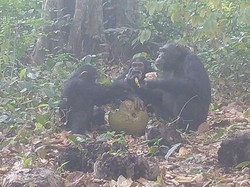 Pertama Kali Terekam! Simpanse Liar Ternyata Berbagi Buah Beralkohol