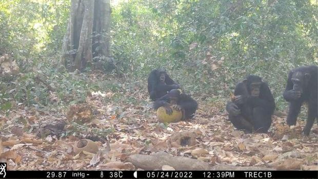 Sinpanse makan buah sukun Afrika yang difermentasi.