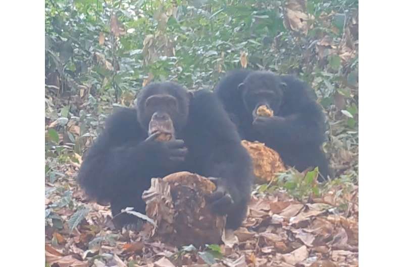 Sinpanse makan buah sukun Afrika yang difermentasi.