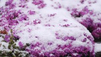 Salju menyelimuti bunga-bunga di sebuah pohon di Denver, Colorado, Jumat (18/4/2025).