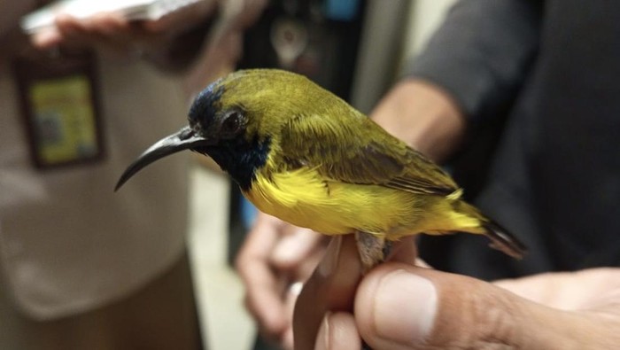 Burung yang berhasil diamankan dalam upaya penyelundupan di YIA, Kulon Progo, Jumat (18/4/2025).