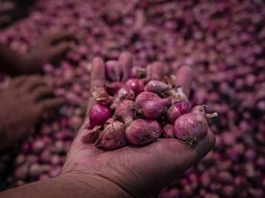 Produksi Naik 15 Persen, BI Sumsel: Panen Bawang Merah Tekan Inflasi