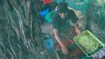 Intip Budi Daya Maggot untuk Kurangi Sampah Rumah Tangga