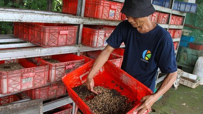 Intip Budi Daya Maggot untuk Kurangi Sampah Rumah Tangga