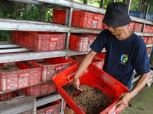 Intip Budi Daya Maggot untuk Kurangi Sampah Rumah Tangga