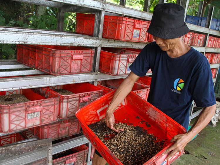 Intip Budi Daya Maggot untuk Kurangi Sampah Rumah Tangga