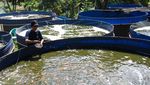Intip Budi Daya Maggot untuk Kurangi Sampah Rumah Tangga