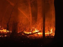 Video: Korsel Kembali Dilanda Kebakaran Hutan