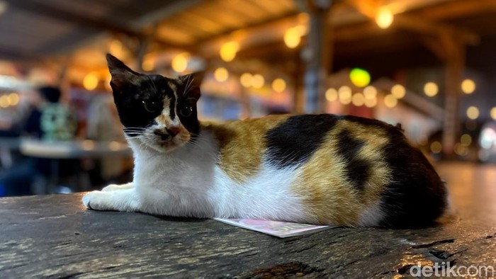 Kucing di Bandung