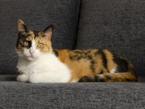 5 Fakta dan Mitos Kucing Kembang Telon yang Disebut Pembawa Rezeki