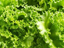 Asam Lambung Naik? Konsumsi 6 Jenis Daun Ini untuk Meredakannya